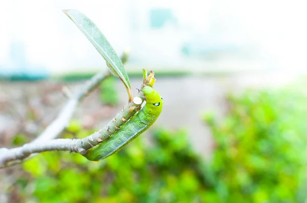 Caterpillar Orm Spise Blade Naturen Haven - Stock-foto
