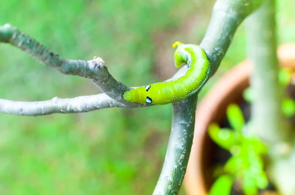 Caterpillar Worm Eating Leaves Nature Garden — Stock Photo, Image