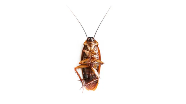 배경에 바퀴벌레 상단보기 바퀴벌레 — 스톡 사진