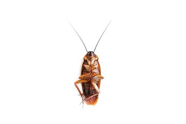 Kakkerlak Geïsoleerde Witte Achtergrond Dode Kakkerlakken Wit — Stockfoto