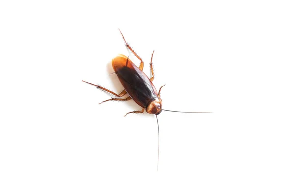 Zole Edilmiş Beyaz Arka Planda Hamamböceği Beyaz Zeminde Ölü Hamamböcekleri — Stok fotoğraf