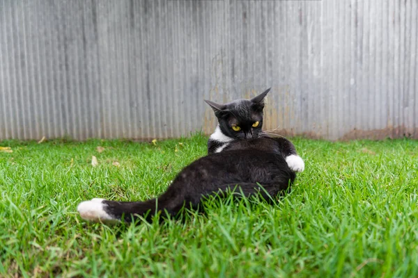 Cute Black Cat Lying Green Grass Lawn — Stock Photo, Image