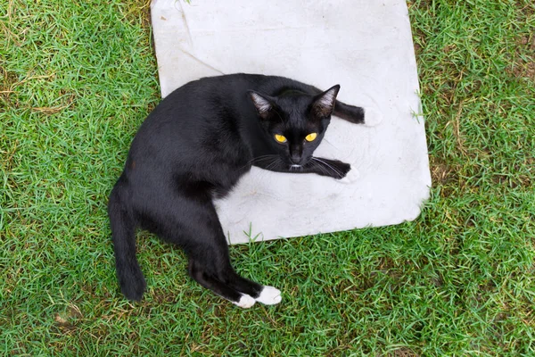 Cute Black Cat Lying Green Grass Lawn Top View — Stock Photo, Image