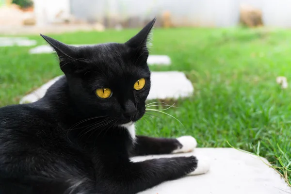 잔디에 귀여운 고양이 — 스톡 사진