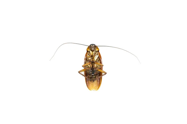 Dode Kakkerlak Isoleren Witte Achtergrond Kakkerlakken Als Dragers Van Ziekte — Stockfoto