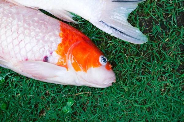 Ölü Sazan Balıkları Yeşil Çimenlerde Enfekte Olmuş Balık Balıkları — Stok fotoğraf