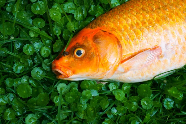 緑の草に感染した致命的なカープ魚やコイカープ魚の病気 — ストック写真
