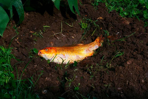 Ölü Süslü Sazan Balıkları Koi Sazan Balığı Çukur Topraklarında Enfekte — Stok fotoğraf