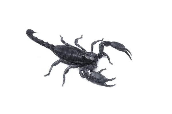 Císař Škorpión Izolovaný Bílém Pozadí Hmyz Jedovaté Bodnutí Konci Jeho — Stock fotografie
