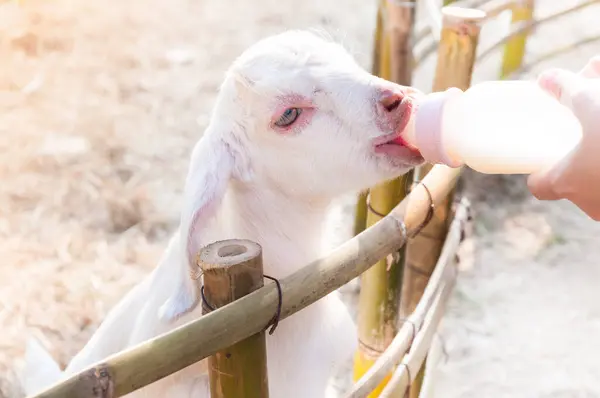 Yavru Keçiyi Çiftlikte Süt Şişesiyle Beslemek Keçiyi Sütle Beslemek — Stok fotoğraf