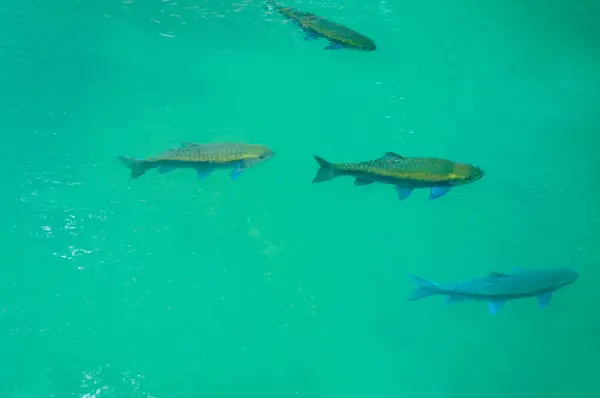 Fische Schwimmen Sauberen Wasser Des Nationalparks — Stockfoto