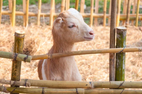 Çiftlikte Keçiler Çiftlikte Bebek Keçiler — Stok fotoğraf