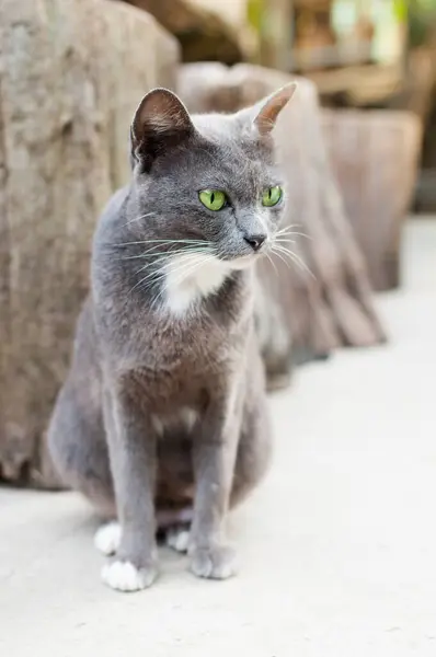 Gray Fluffy Cute Cat Green Eyes — Stock Photo, Image