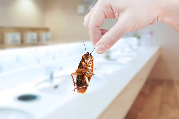 Hand Holding Brown Cockroach Public Toilet Background Eliminate Cockroach Toilet — Stock Photo, Image
