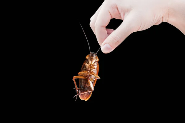 Hand Met Bruine Kakkerlak Boven Geïsoleerd Zwarte Achtergrond Kakkerlakken Als — Stockfoto