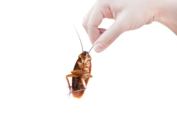 Hand Met Bruine Kakkerlak Boven Geïsoleerd Witte Achtergrond Kakkerlakken Als — Stockfoto