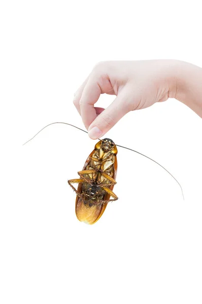 Hand Die Bruine Kakkerlak Witte Achtergrond Houdt Kakkerlakken Isoleren Witte — Stockfoto