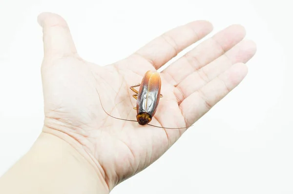 Hand Die Bruine Kakkerlak Witte Achtergrond Houdt Kakkerlakken Isoleren Witte — Stockfoto
