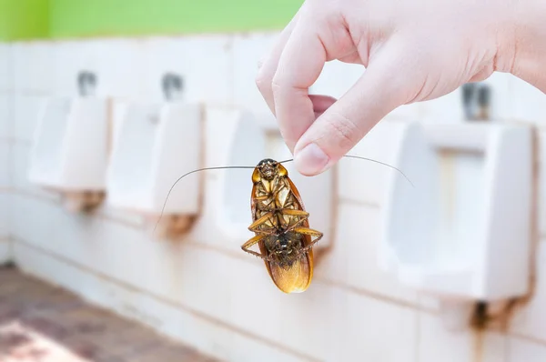 stock image Hand holding cockroach on men's room urinals discharge of waste from the body,men toilets, eliminate cockroach in toilet