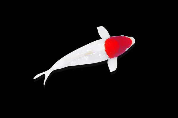 Риби Коропа Koi Білі Червоною Крапкою Риби Tancho Ізольовані Чорному — стокове фото
