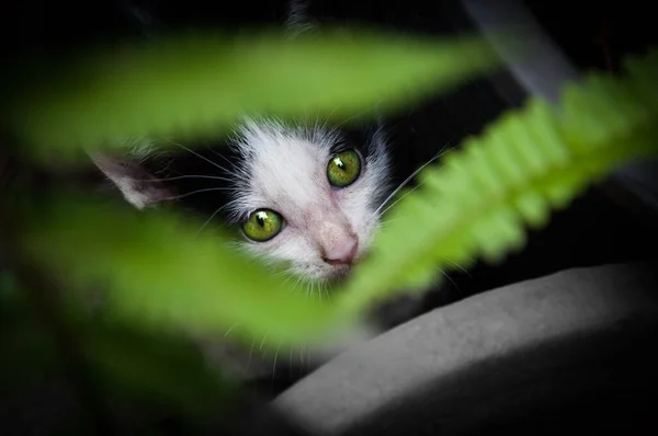 아름다운 고양이 동물성 초상화 유쾌한 고양이 — 스톡 사진