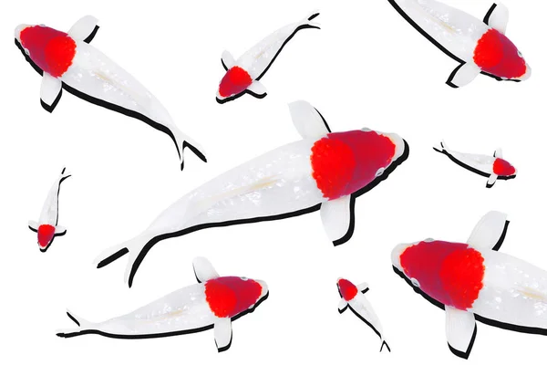 Koi Kapři Ryby Bílá Červenou Tečkou Koi Ryby Tancho Izolované — Stock fotografie