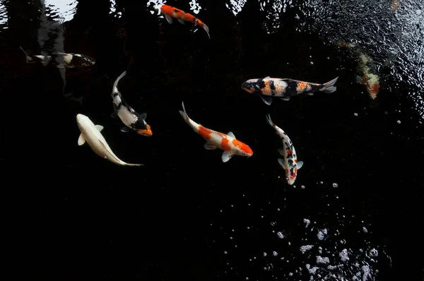 Koi Κολύμπι Έναν Κήπο Νερού Πολύχρωμο Koi Ψάρια Λεπτομέρεια Από — Φωτογραφία Αρχείου
