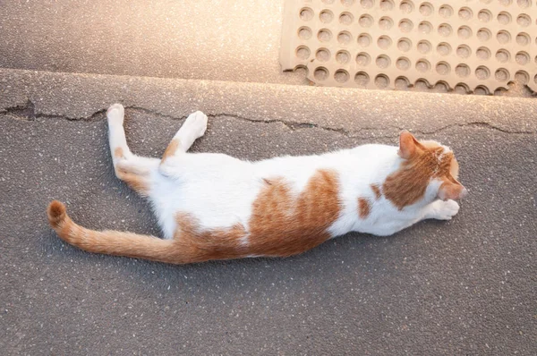 Mały Biały Kot Śpi Spoczywa Starym Tle Betonowej Podłogi Ładny — Zdjęcie stockowe