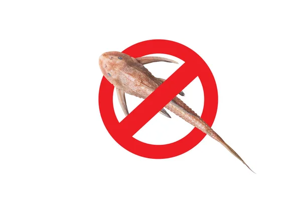 More Icon Sucker Fish Sign Dead Sucker Fish Pleco Catfish — Stock Photo, Image