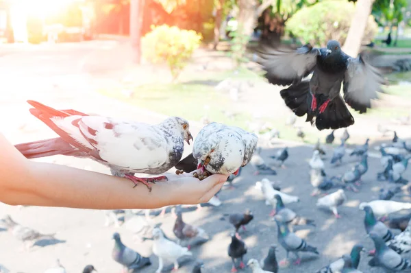 Taubenessen Aus Frauenhand Park Taubenfüttern Park Tagsüber Füttern Der Vögel — Stockfoto
