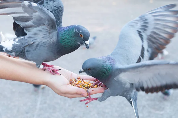 Pigeon Manger Main Femme Sur Parc Nourrir Les Pigeons Dans — Photo