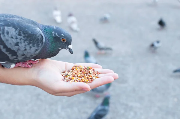 Pigeon Manger Main Femme Sur Parc Nourrir Les Pigeons Dans — Photo