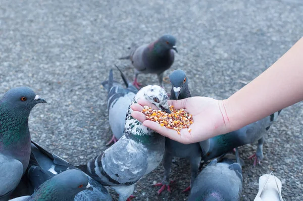 Pombo Comendo Mão Mulher Parque Alimentando Pombos Parque Durante Dia — Fotografia de Stock