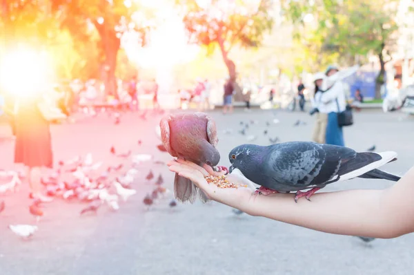 Pombo Comendo Mão Mulher Parque Alimentando Pombos Parque Durante Dia — Fotografia de Stock