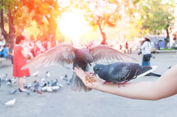 Güvercinler Parkta Kadın Elinden Yiyor Gündüz Vakti Parkta Güvercinleri Besliyor — Stok fotoğraf