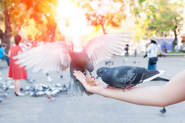 Pigeon Eating Woman Hand Park Feeding Pigeons Park Day Time — Stock Photo, Image
