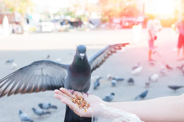 Pigeon Eating Woman Hand Park Feeding Pigeons Park Day Time — Stock Photo, Image
