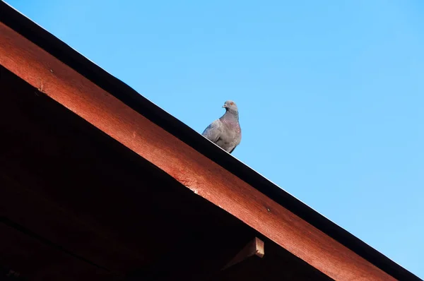 Mavi Gökyüzünde Güvercin Çatısı Konsepti Ahşap Binanın Çatısındaki Güvercin Güvercin — Stok fotoğraf