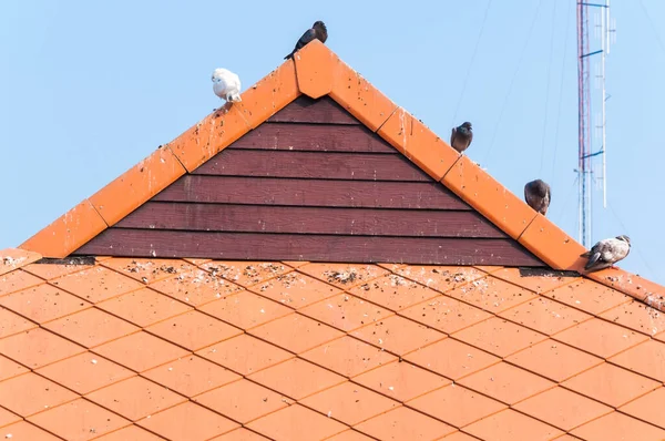 Taube Läuft Auf Schmutzigem Dach — Stockfoto