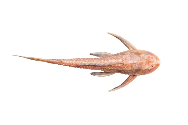 Pleco Silure Hypostomus Plecostomus Fish Pterygoplichthys Isolé Sur Blanc — Photo