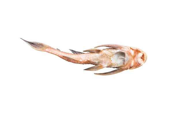Pleco Catfish Hypostomus Plecostomus Fish Pterygoplichthys Diisolasi Dengan Warna Putih — Stok Foto