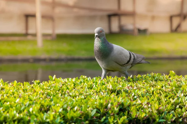 Pigeons Dans Parc — Photo