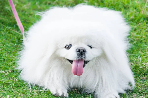 Filhote Cachorro Raça Pekingese Cão Branco Beleza Brincadeira Jardim — Fotografia de Stock