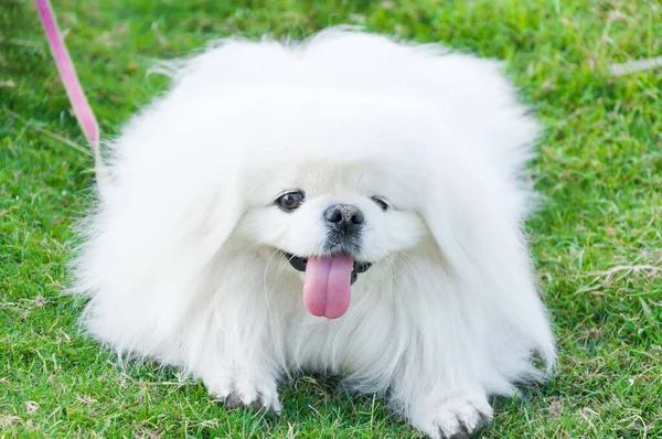 Szczeniak Rasy Pekińskiej Biały Pies Ślicznotka Zabawy Ogrodzie — Zdjęcie stockowe