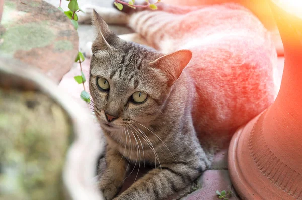 Σοβαρή Όμορφη Γάτα Μάτια Αναζητούν Καφέ Χαριτωμένο Γάτα Γάτα Βρίσκεται — Φωτογραφία Αρχείου
