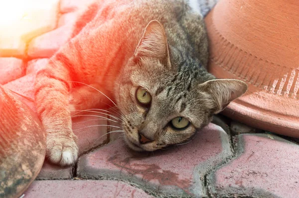 Ciddi Güzel Gözleri Olan Bir Kedi Kahverengi Kedi Şirin Kedi — Stok fotoğraf