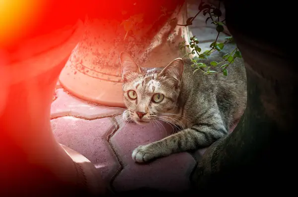 Serious Beautiful Cat Eyes Looking Brown Cute Cat Cat Lying — Stock Photo, Image