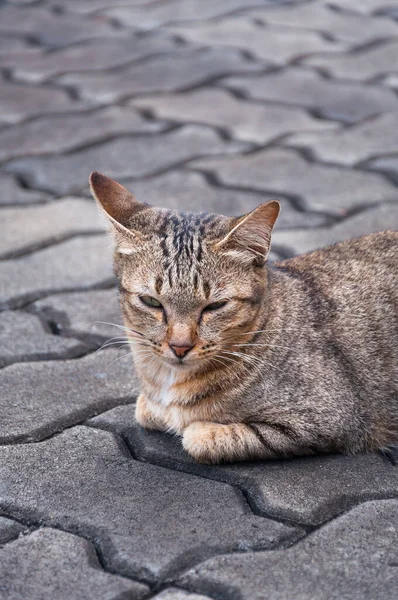 바닥에 잠자는 Tabby 고양이 귀여운 고양이 고양이 거짓말 고양이 선택적인 — 스톡 사진