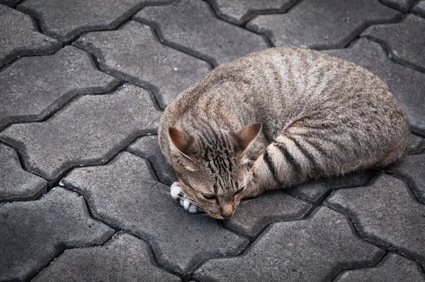 바닥에 잠자는 Tabby 고양이 귀여운 고양이 고양이 거짓말 고양이 선택적인 — 스톡 사진
