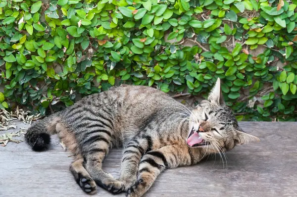 Sleepy Gestromte Katze Auf Dem Holzboden Braun Nette Katze Katze — Stockfoto